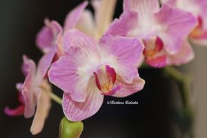 Phalaenopsis Chingruey's Goldstaff