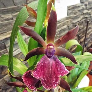 Zygolum Rhein Harlequin