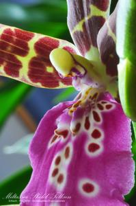 Wilhelmara Shelob-Marie Elle