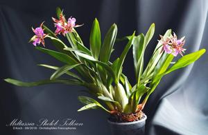 Wilhelmara Shelob-Marie Elle