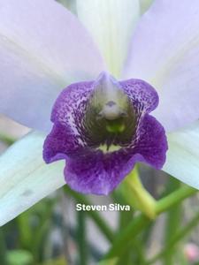 Laelianthe Wrigleyi