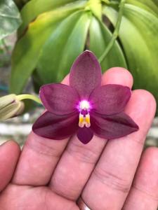 Phalaenopsis Hazel Lee