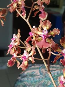 Trichocentrum Haematochilum grex