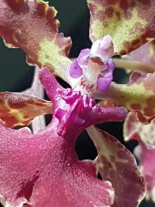 Trichocentrum Haematochilum grex