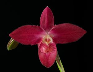 <i>Phragmipedium</i> Rachel
