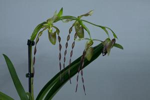 Paphiopedilum parishii-William Trelease