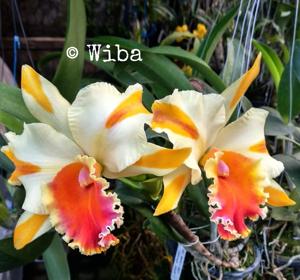 Rhyncholaeliocattleya Amazing Thailand
