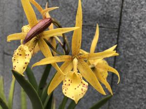 Brassocattleya Yellow Bird