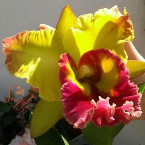 Rhyncholaeliocattleya Chomthong Fancy