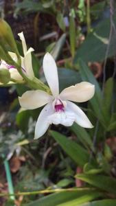 Encylaelia Sweet Fantasy Utuado