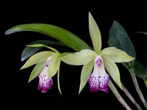 <i>Rhynchobrassoleya</i> Binosa-Yen Surprise