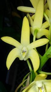 Dendrobium Australian Nugget