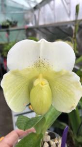 Paphiopedilum In-Charm Space