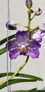 <i>Vanda</i> Pakchong Blue-tessellata