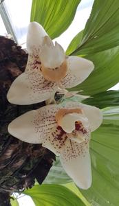 Stanhopea Memoria Paul Allen