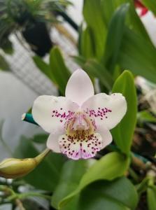 Brassacathron Aka's Aloha