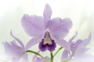 Cattlianthe Portia