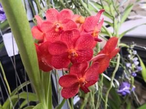 <i>Vanda</i> Boonyarit Red