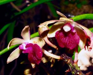 <i>Seidenluisia</i> Cassandra Marie