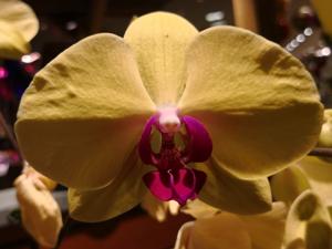 Phalaenopsis Da Shang Yellow Sun