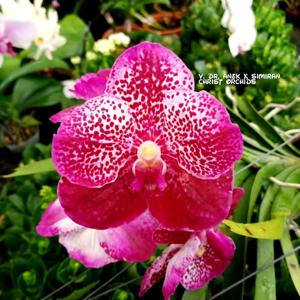 <i>Vanda</i> Brighton's Ruby Jewel