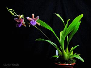 Miltonia binotii