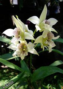 Dendrobium Green Mist