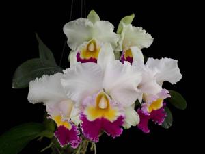 Rhyncholaeliocattleya Princess Kentana