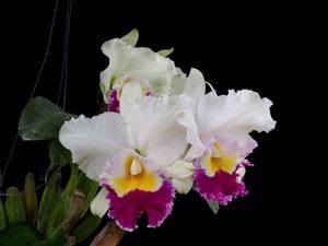 Rhyncholaeliocattleya Princess Kentana
