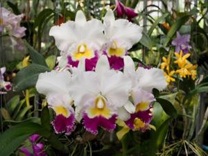 Rhyncholaeliocattleya Princess Kentana