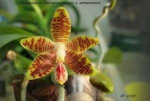 Phalaenopsis Senne Esther