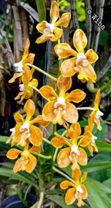 Vanda Bronze Butterfly