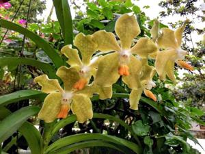 Vanda Doctor Goh Keng Swee