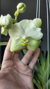 Vanda Kultana White Wing