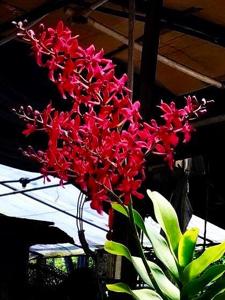 Renanstylis Lee Mui Keow