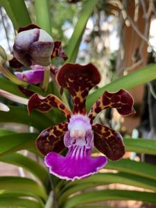Papilionanda Paksorn Fragrance