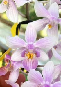 <i>Phalaenopsis</i> Mem. William Glenn