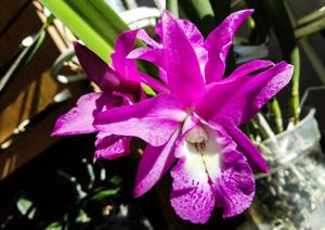 Brassocatanthe Little Mermaid