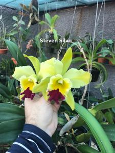 Rhyncholaeliocattleya Green Rattana