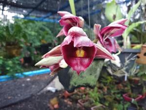 <i>Catasetum</i> Red Dragon
