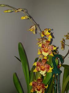 Oncidium Stolen Moment