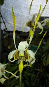 <i>Dendrobium</i> stratiotes-sutiknoi