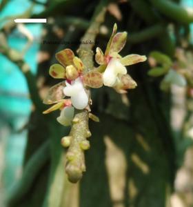 Adenocalpa Save the Rainforests