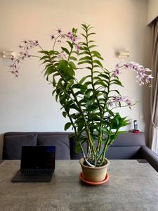 Dendrobium Caesar
