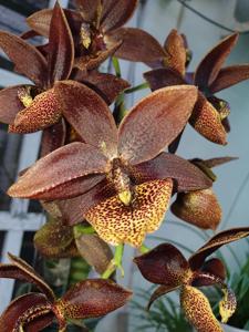 Cycnodes Jumbo Erebus