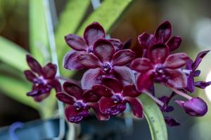 <i>Vandachostylis</i> Sri-Siam