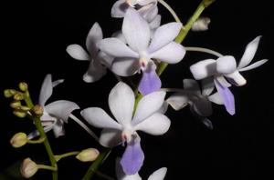 <i>Rhynchonopsis</i> Kasorn's Viola Coequestris