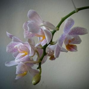 Phalaenopsis Little Star