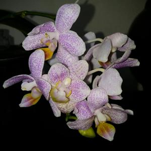 Phalaenopsis Little Star