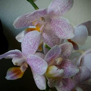 Phalaenopsis Little Star